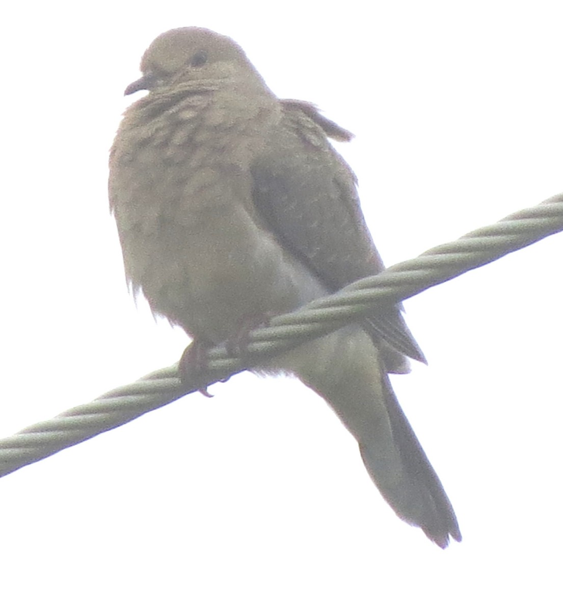 Mourning Dove - ML638418037