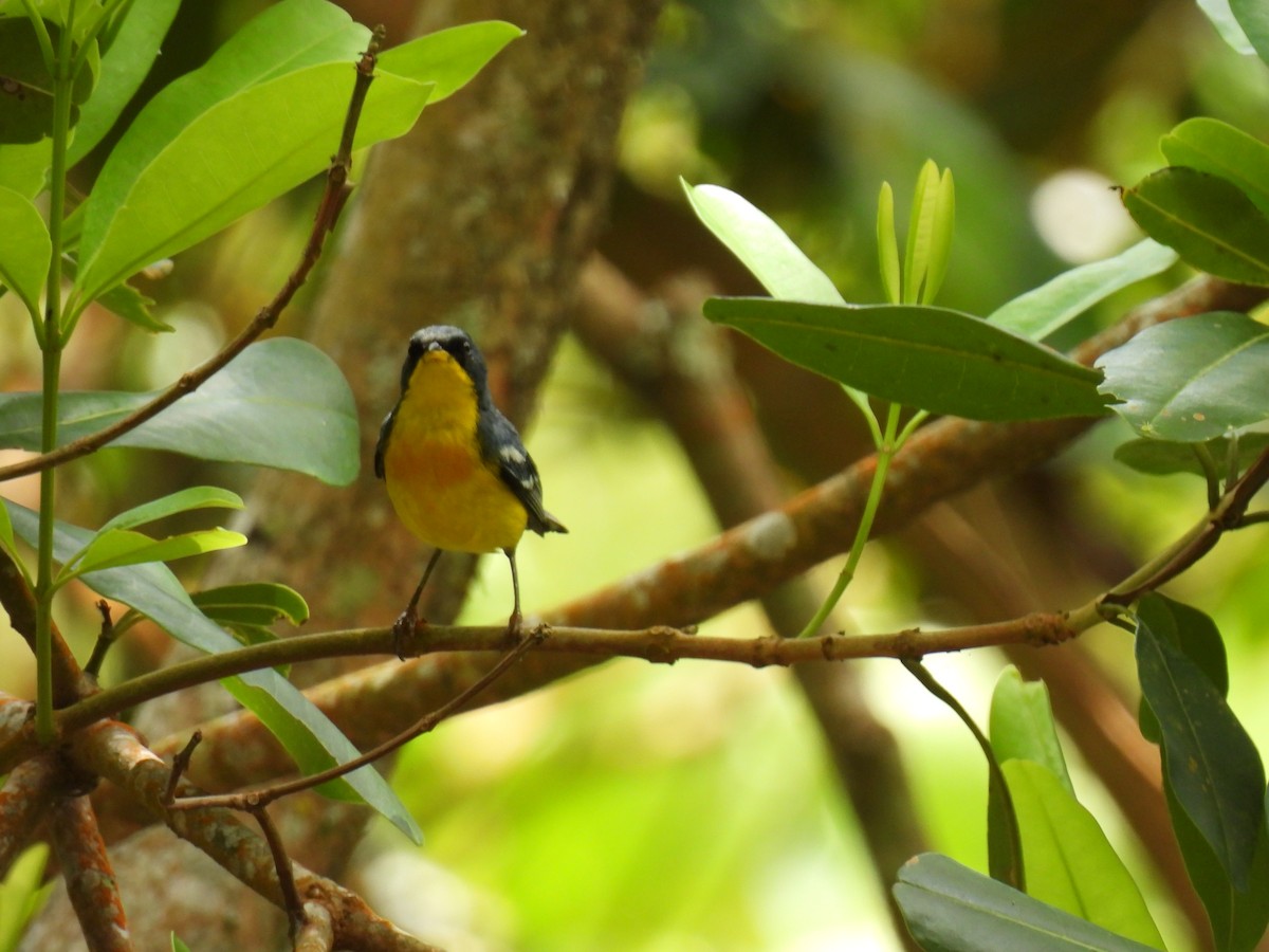 Tropical Parula - ML638418039