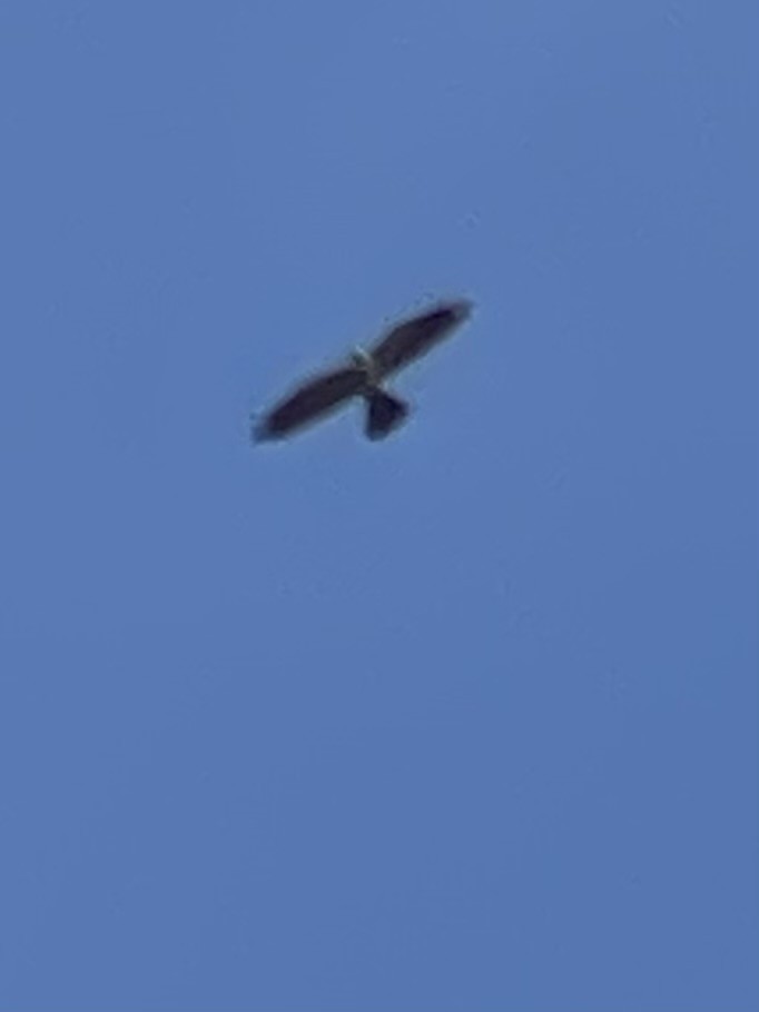 Mississippi Kite - ML638418054