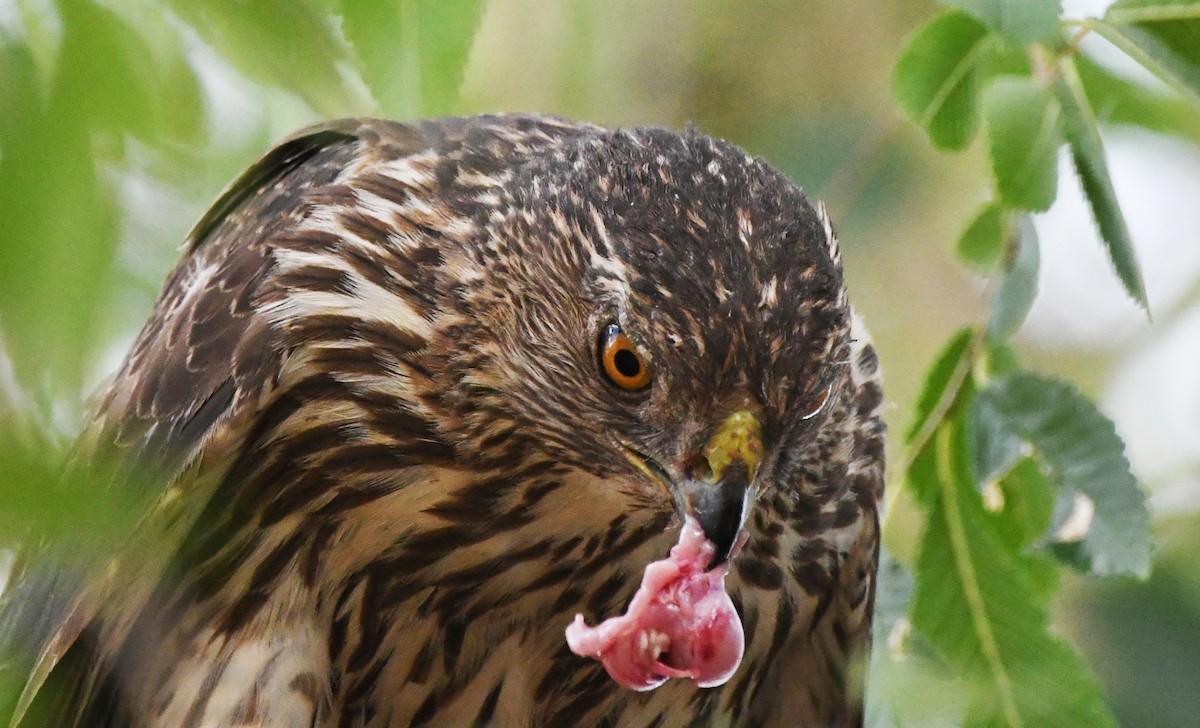 Cooper's Hawk - ML638418102