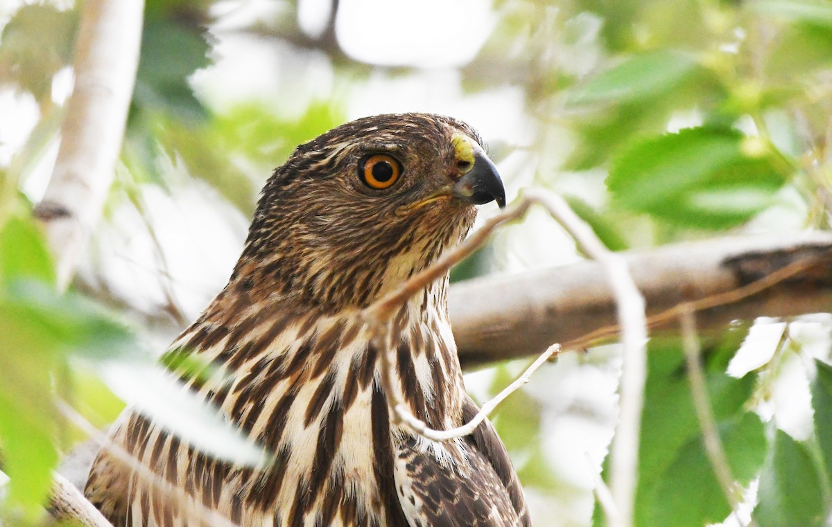 Cooper's Hawk - ML638418103