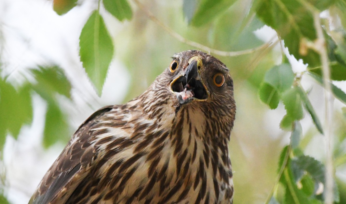 Cooper's Hawk - ML638418104