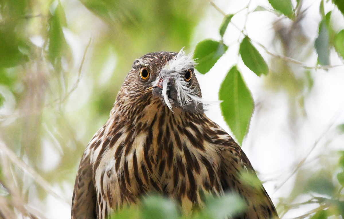Cooper's Hawk - ML638418107
