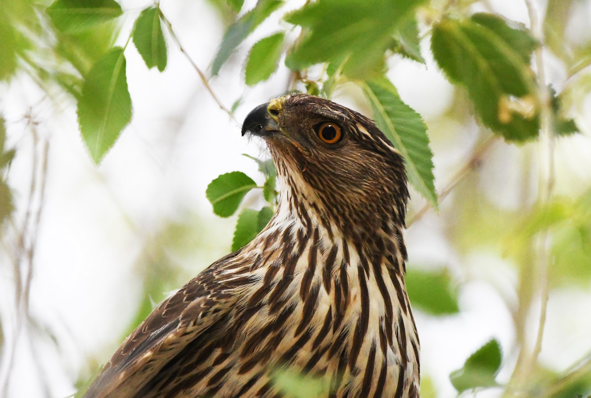 Cooper's Hawk - ML638418108