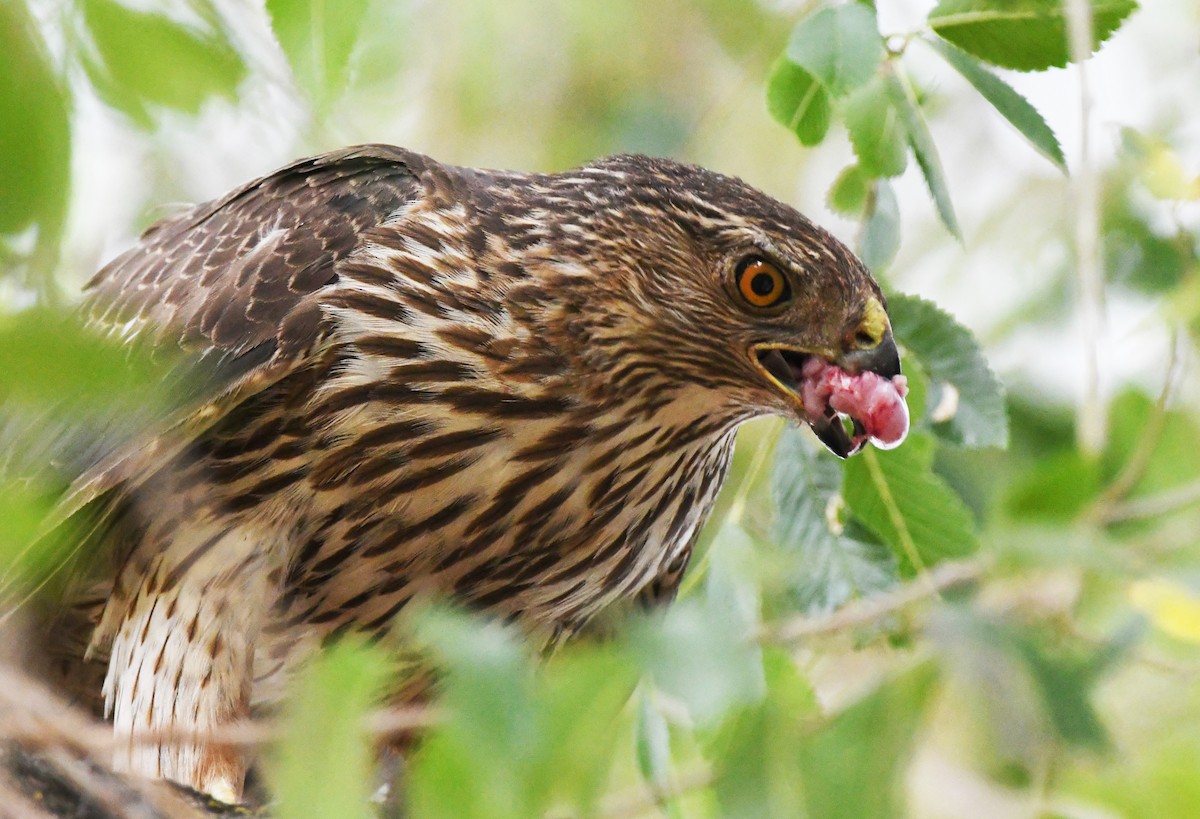 Cooper's Hawk - ML638418109