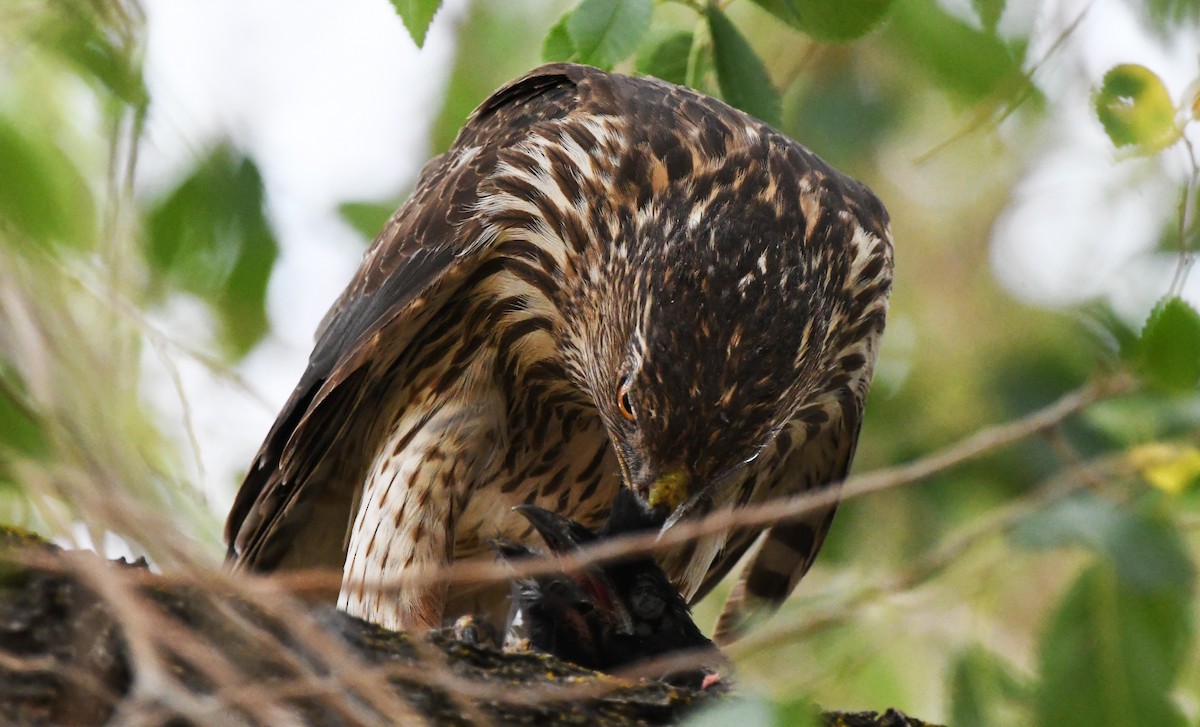 Cooper's Hawk - ML638418110