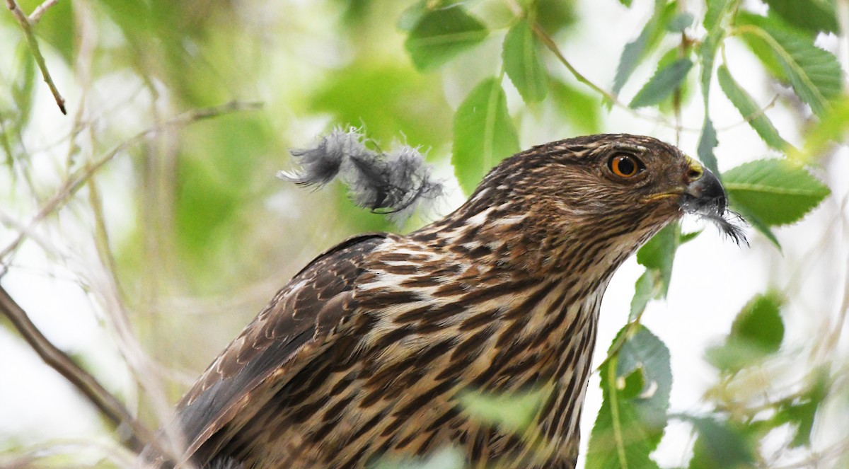Cooper's Hawk - ML638418112