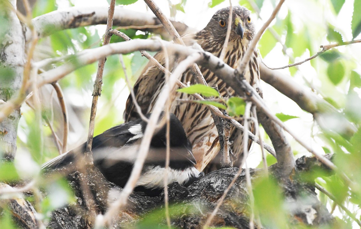 Cooper's Hawk - ML638418113