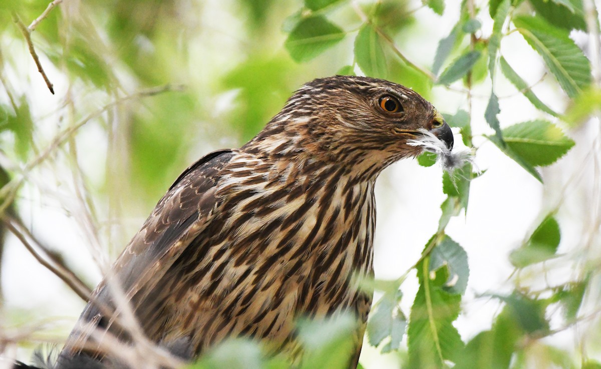 Cooper's Hawk - ML638418114