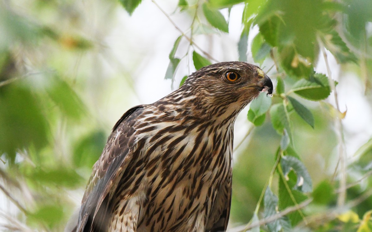 Cooper's Hawk - ML638418115