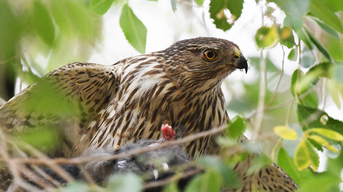 Cooper's Hawk - ML638418116