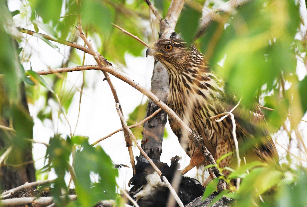 Cooper's Hawk - ML638418117