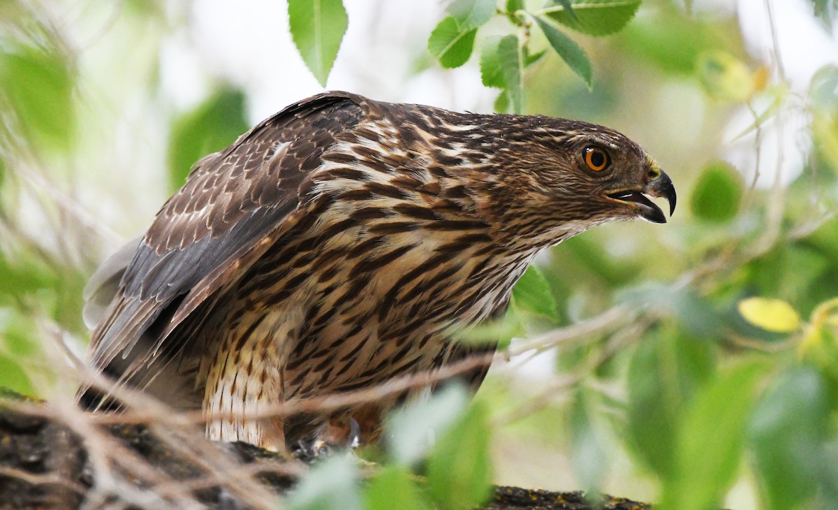 Cooper's Hawk - ML638418119