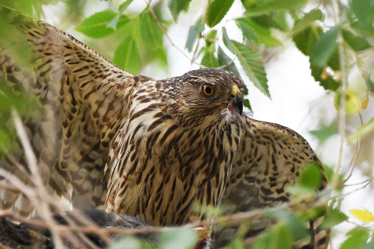Cooper's Hawk - ML638418121