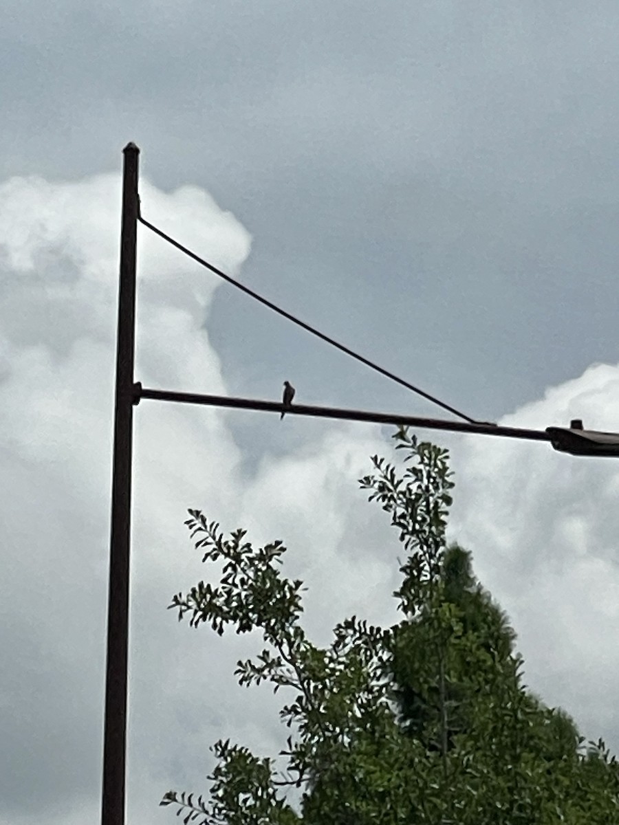 Mourning Dove - ML638418122