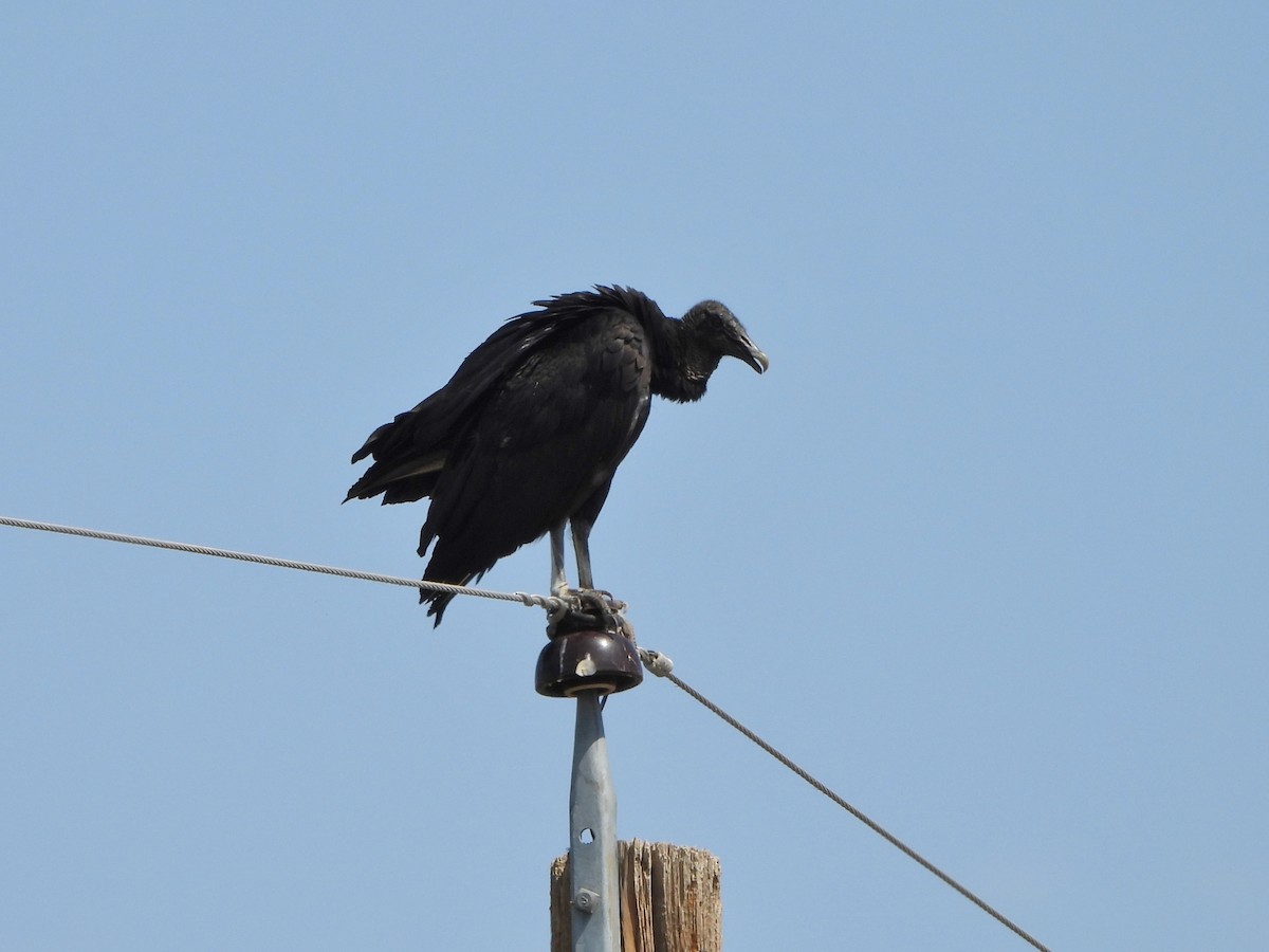 Black Vulture - ML638418188
