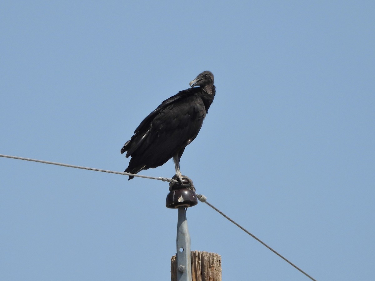 Black Vulture - ML638418200