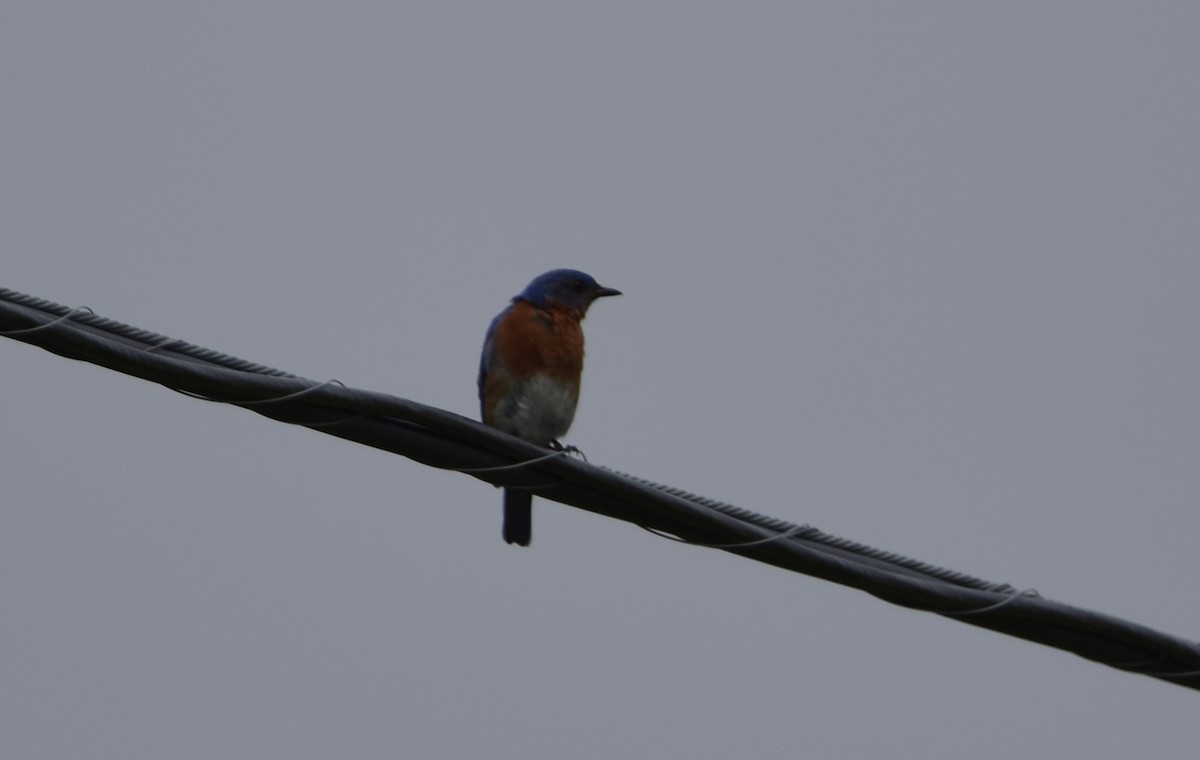 Eastern Bluebird - ML638418202