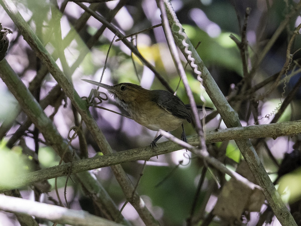 Long-billed Gnatwren - ML638418204