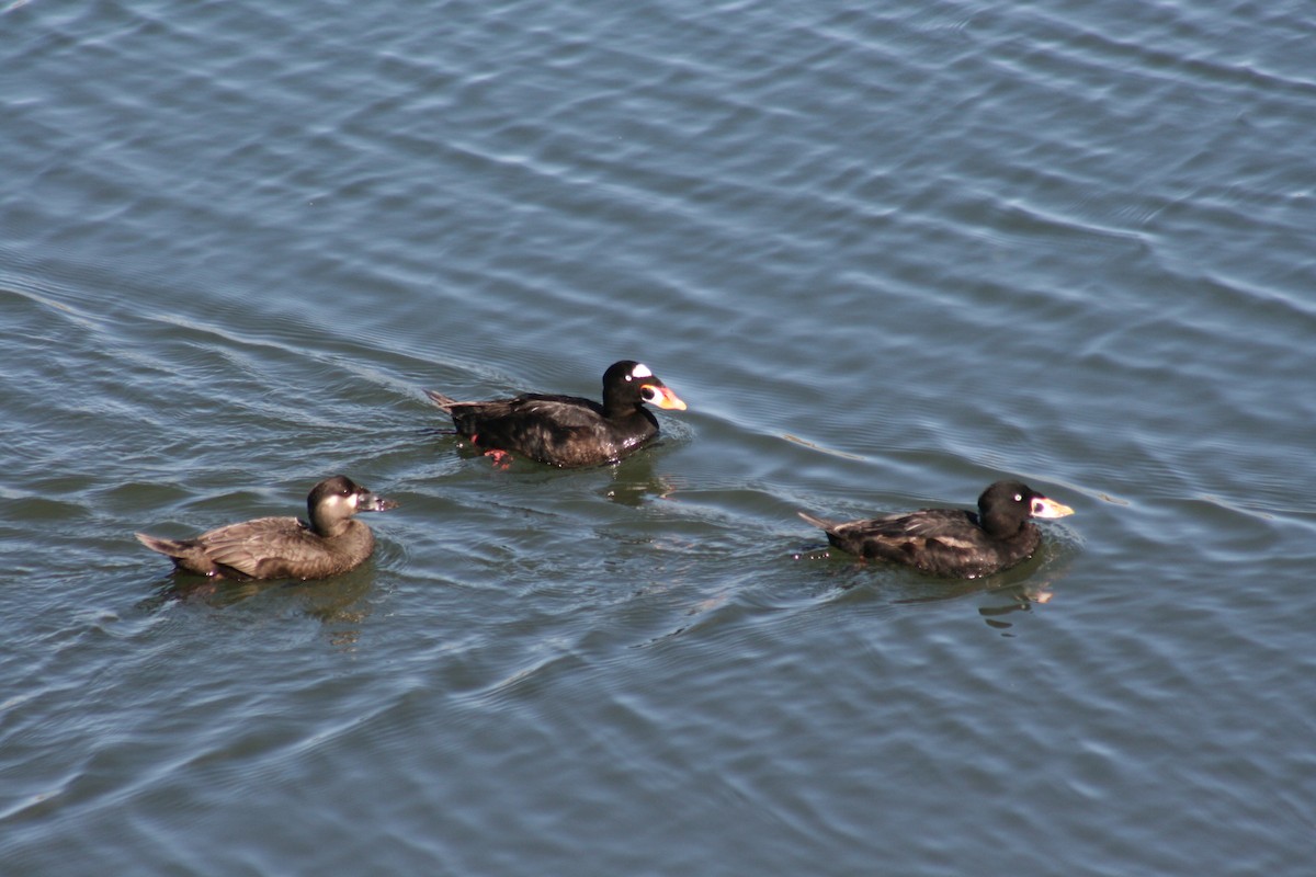 Surf Scoter - ML638418226