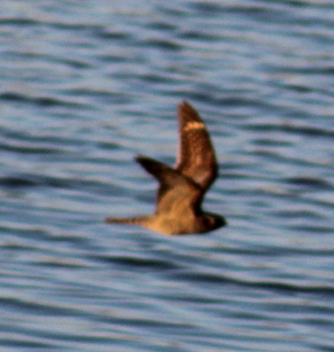 Lesser Nighthawk - ML638418252