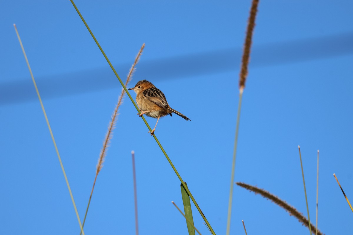 Golden-headed Cisticola - ML638418275
