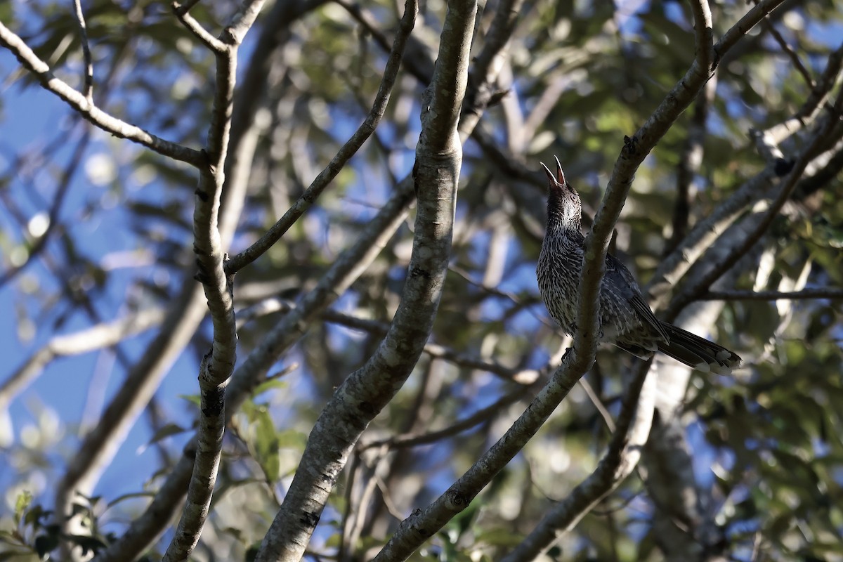 Little Wattlebird - ML638418277