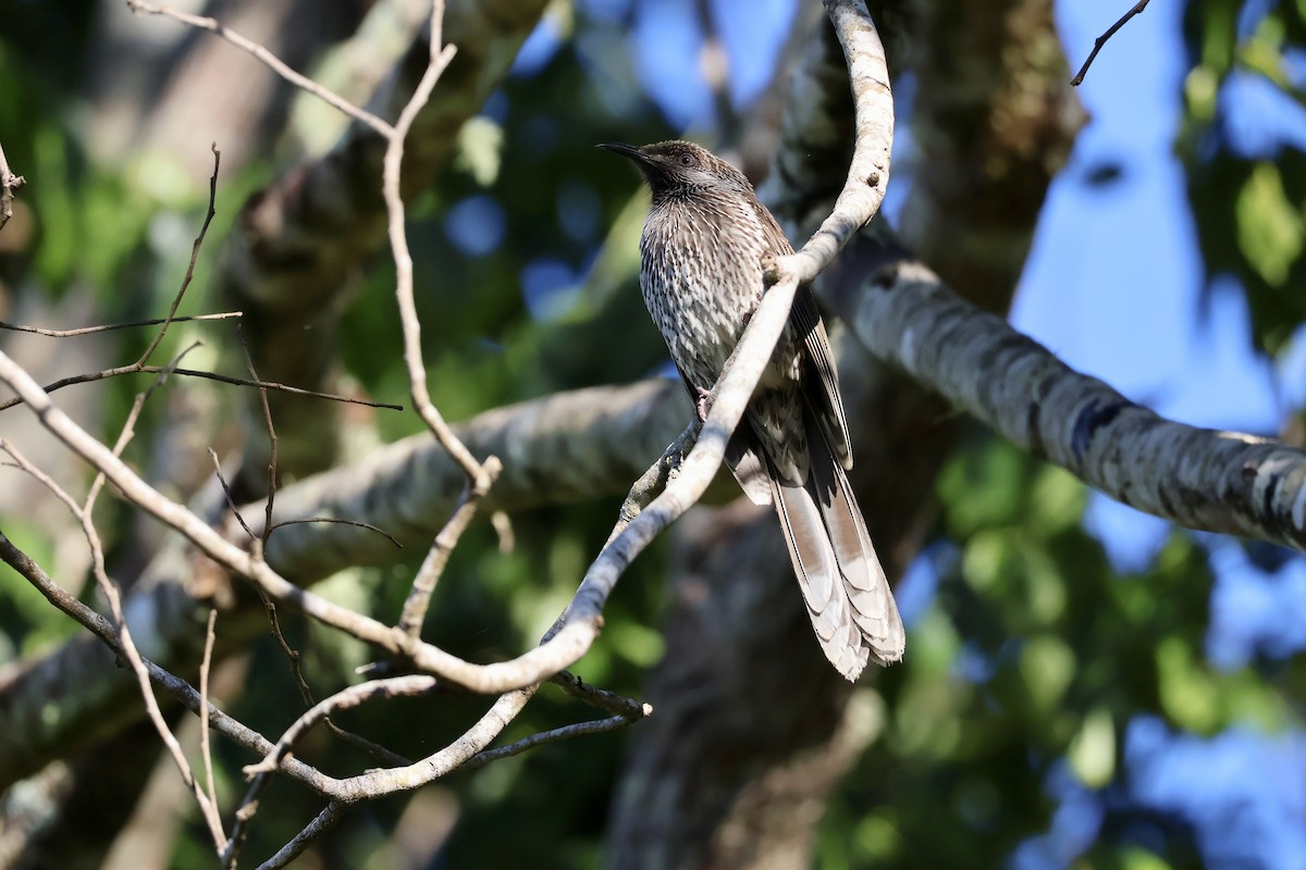 Little Wattlebird - ML638418278