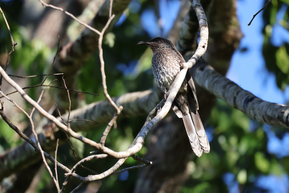 Little Wattlebird - ML638418285