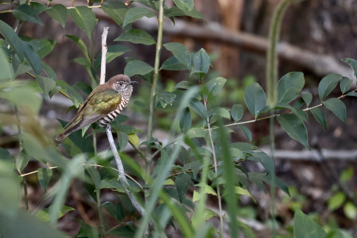 Shining Bronze-Cuckoo - ML638418295