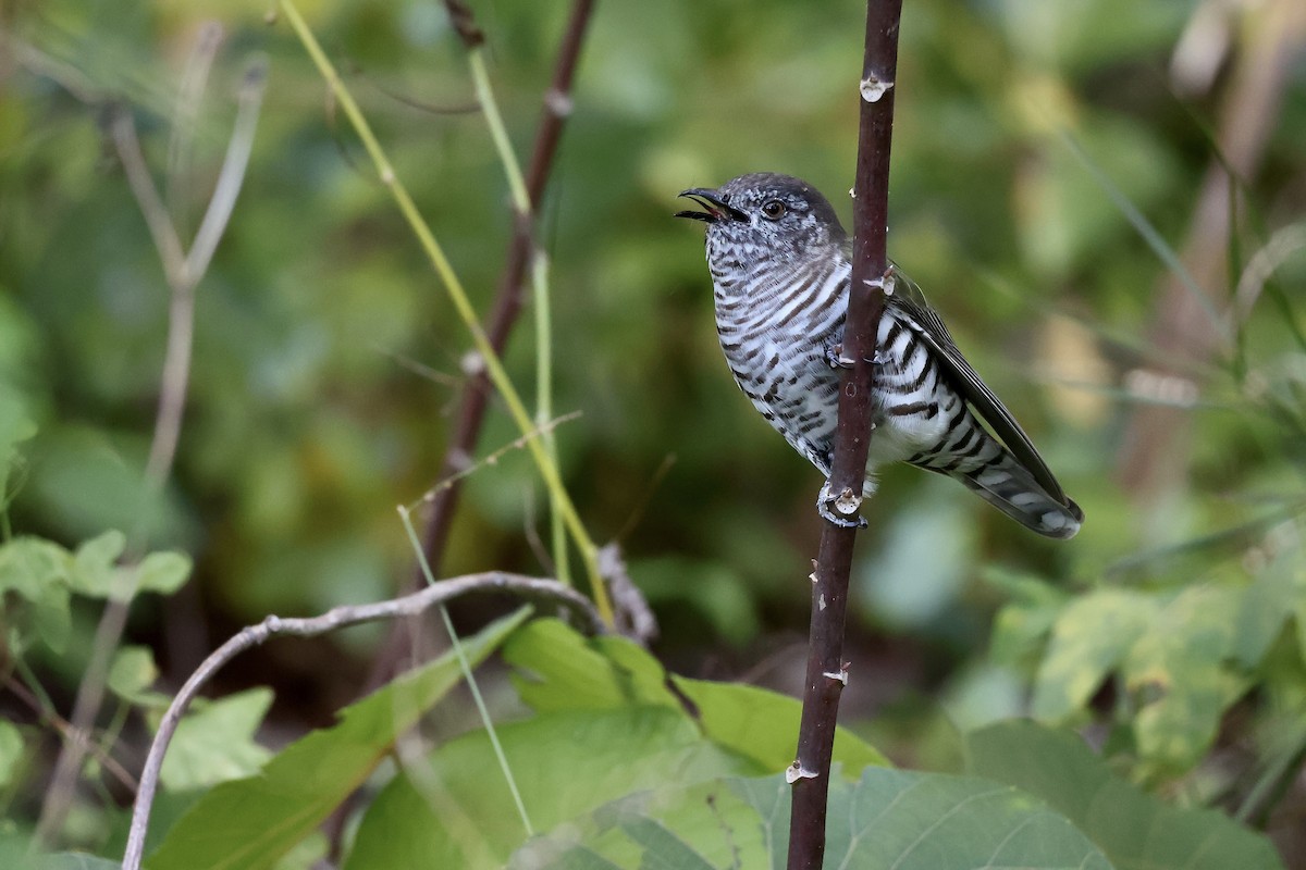 Shining Bronze-Cuckoo - ML638418296