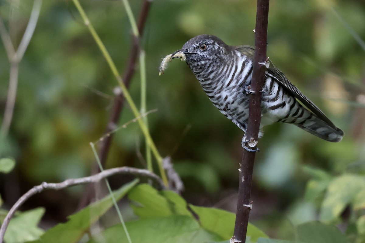 Shining Bronze-Cuckoo - ML638418297