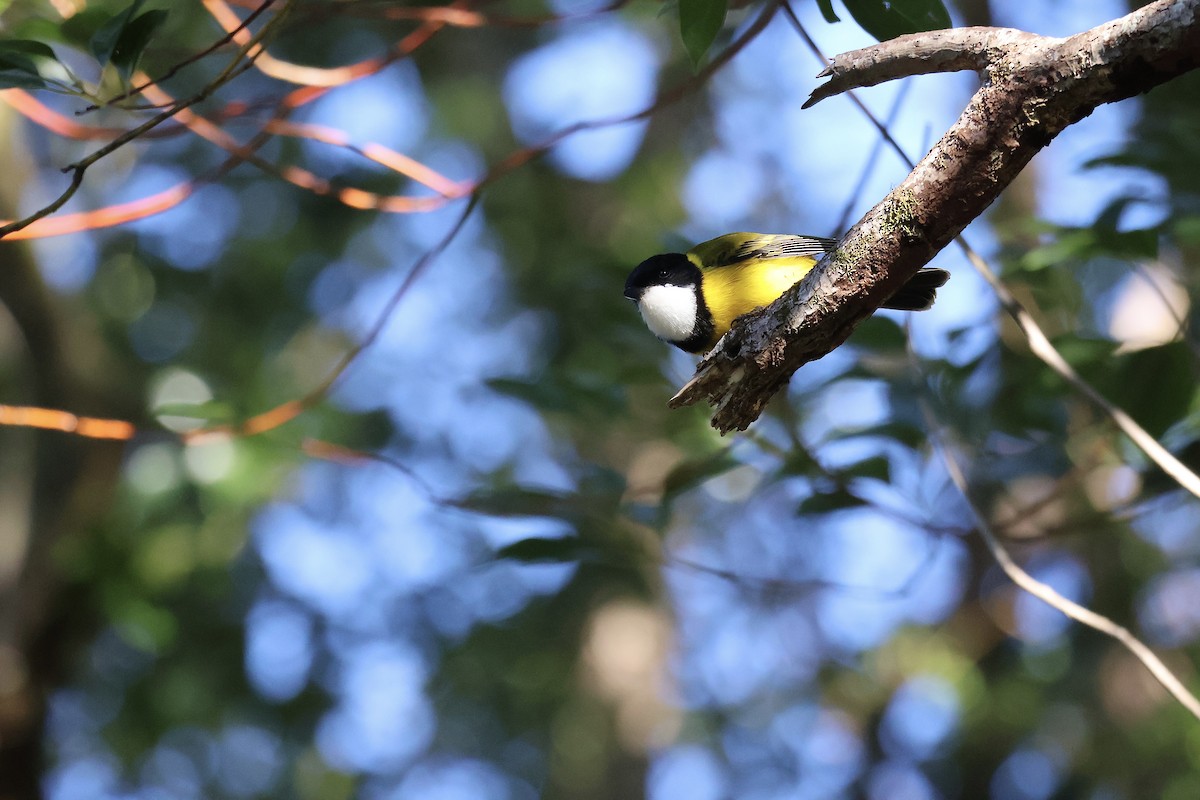 Golden Whistler - ML638418306