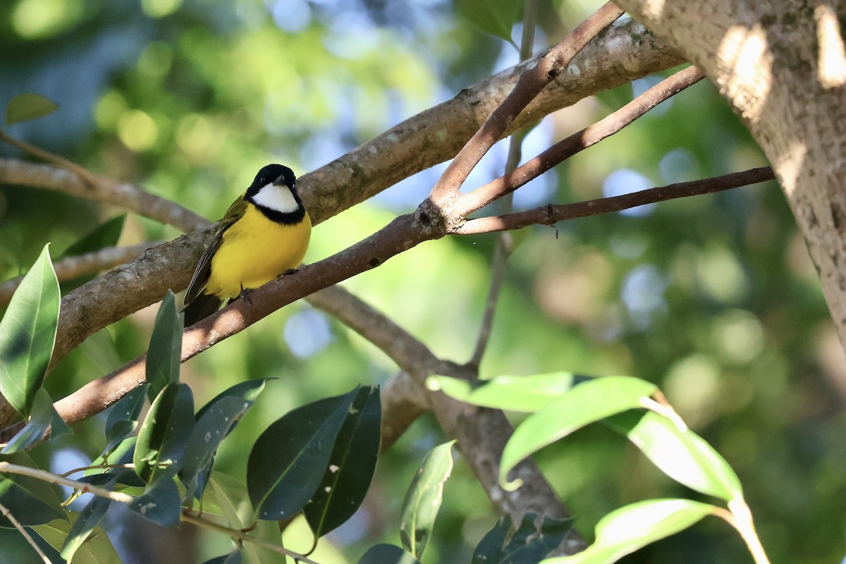 Golden Whistler - ML638418307