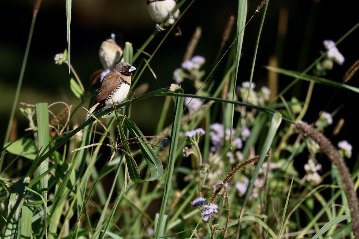 Chestnut-breasted Munia - ML638418312