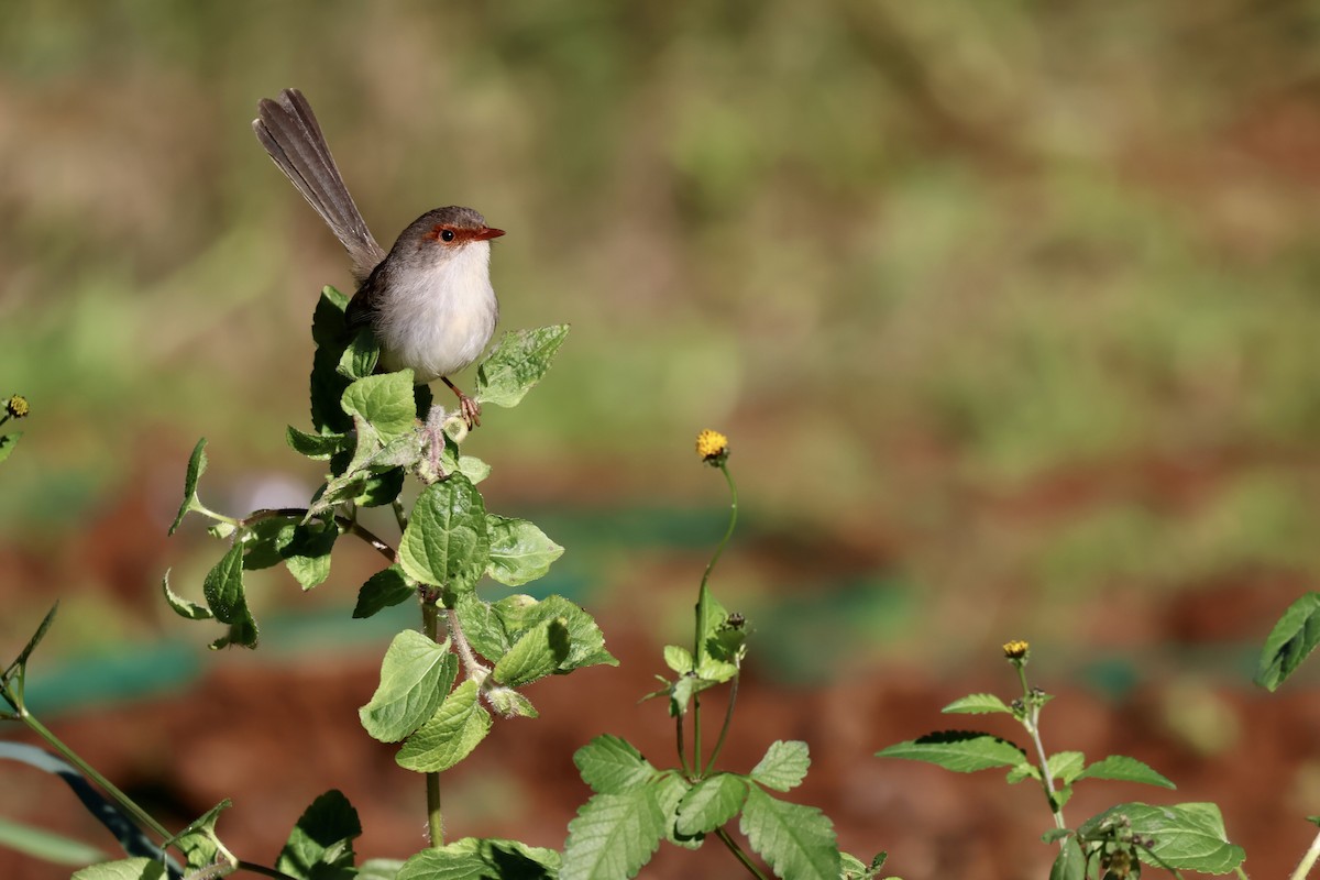 Superb Fairywren - ML638418314