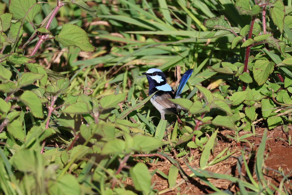 Superb Fairywren - ML638418315