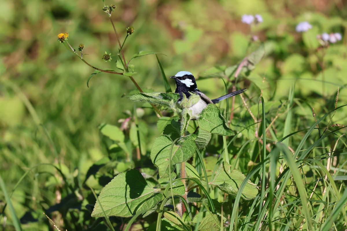 Superb Fairywren - ML638418323