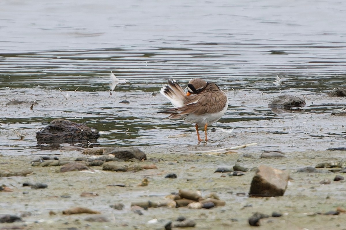 Common Ringed Plover - ML638418337