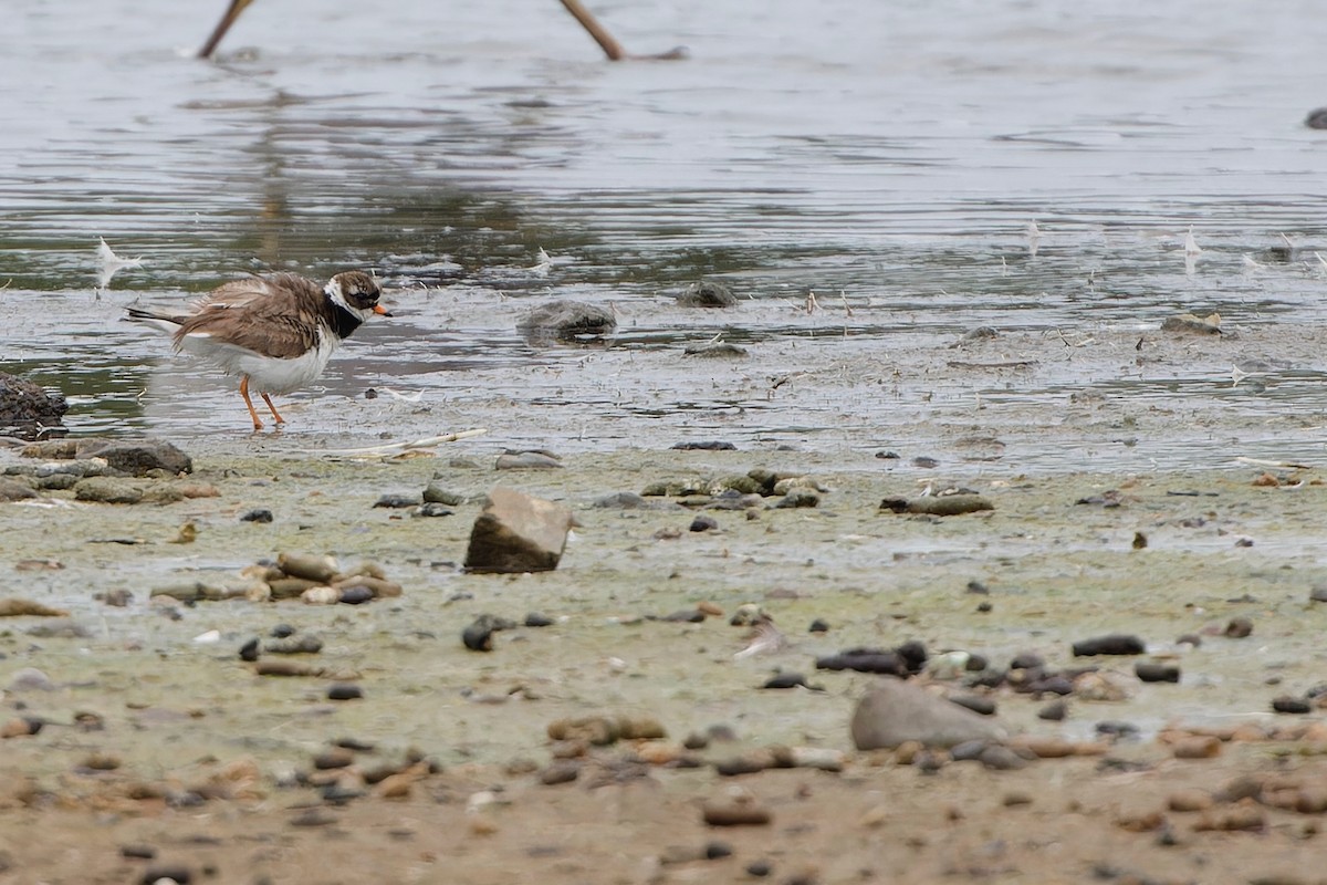 Common Ringed Plover - ML638418338
