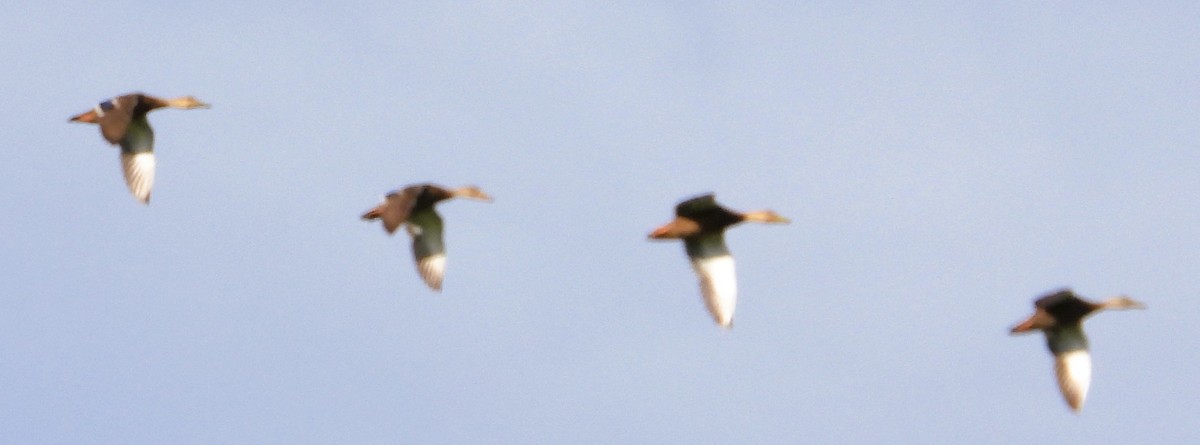 Mexican Duck - ML638418360
