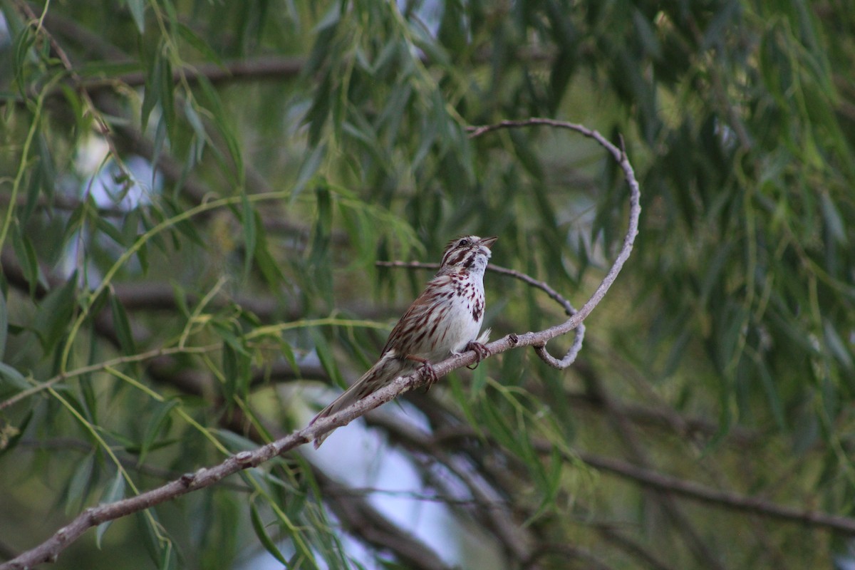 Song Sparrow - Caden Chittick