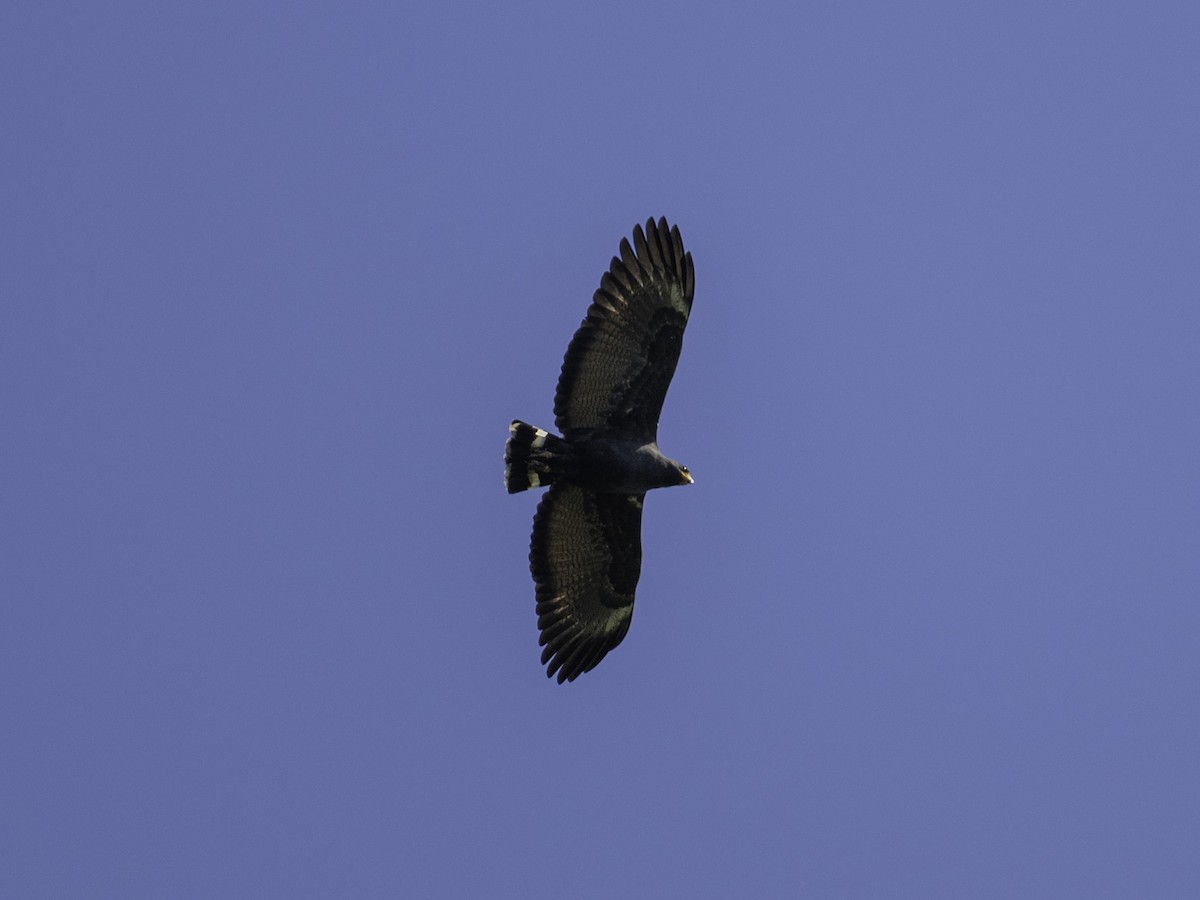 Common Black Hawk - ML638418380