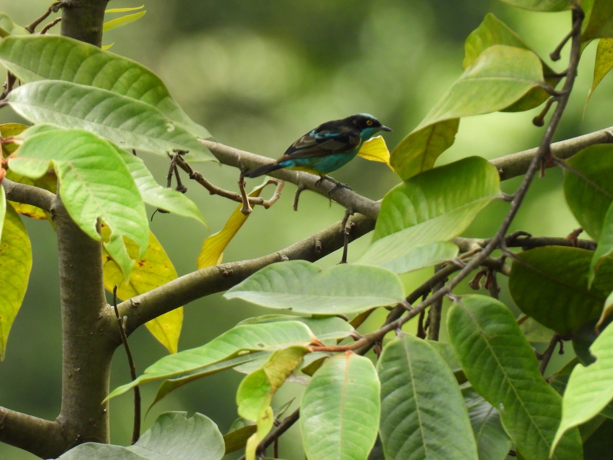 Black-faced Dacnis - ML638418391