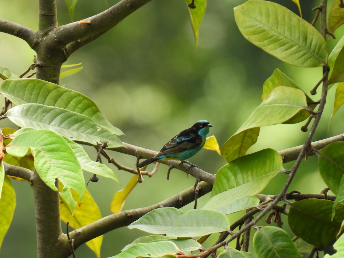 Black-faced Dacnis - ML638418392