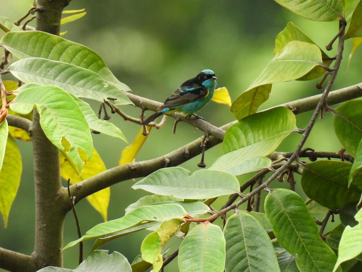 Black-faced Dacnis - ML638418394
