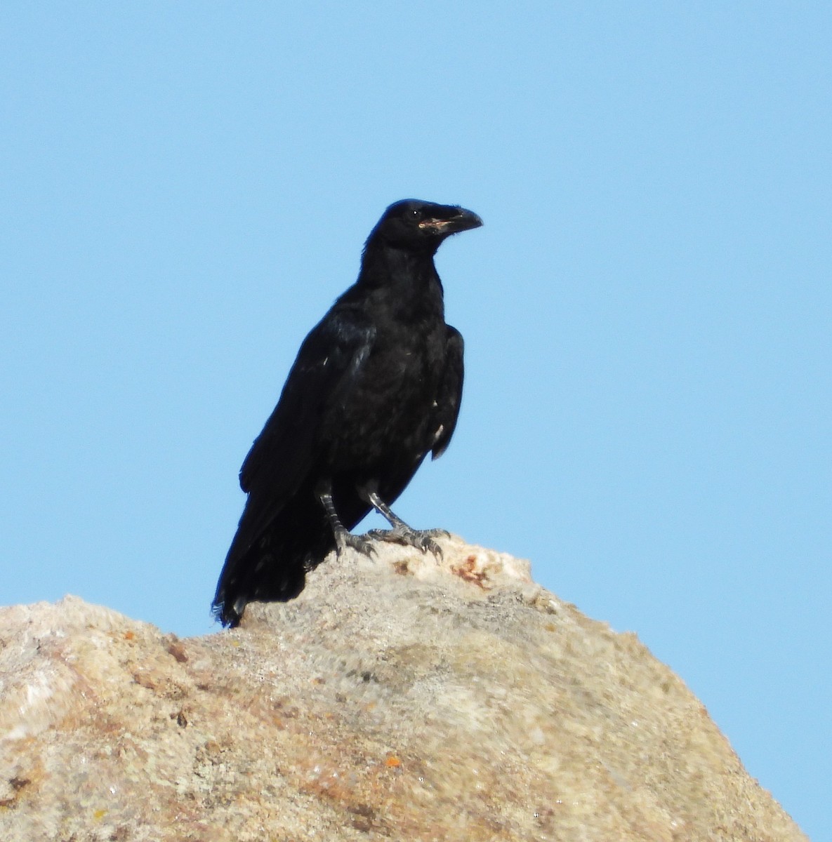 Common Raven - ML638418411