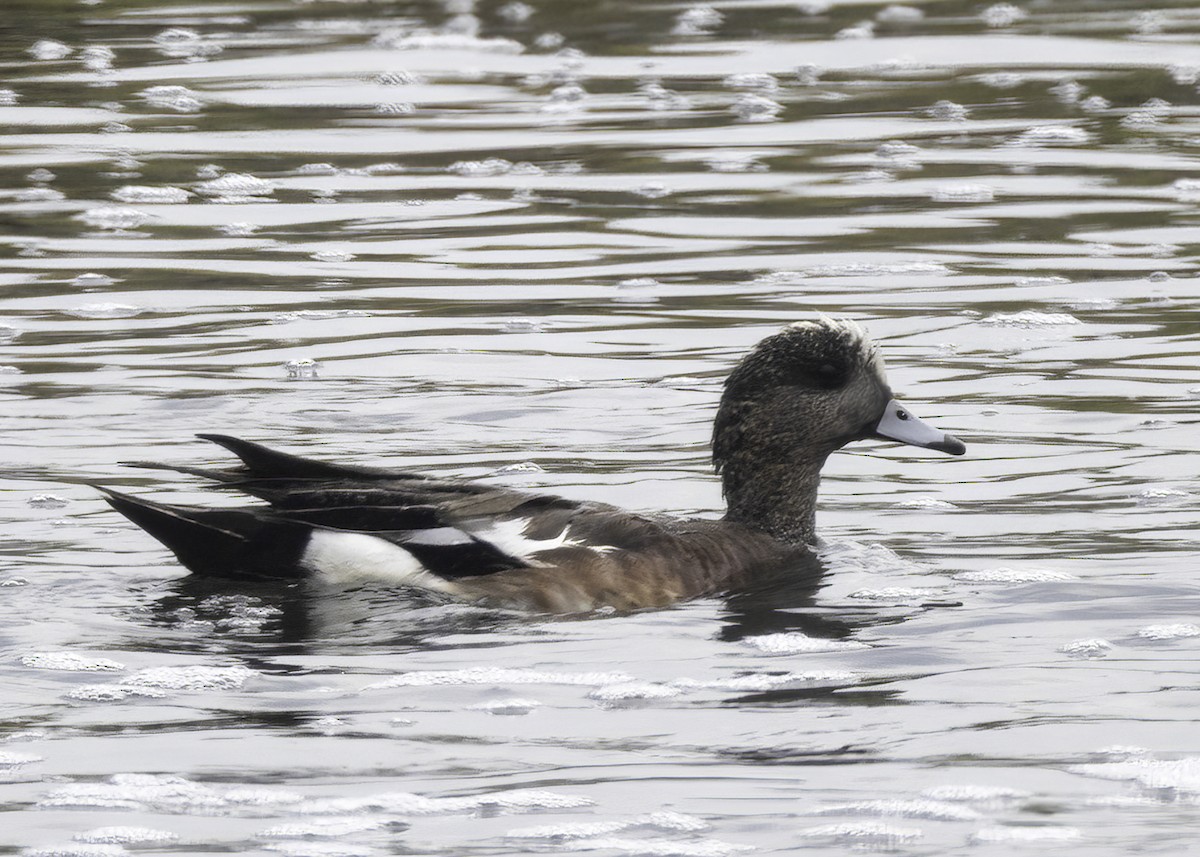 American Wigeon - ML638418421