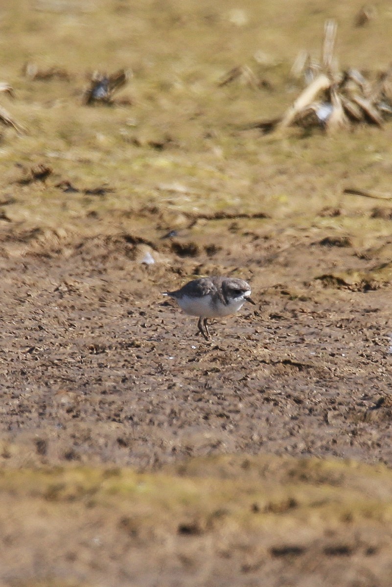 プナフタオビチドリ - ML638418428