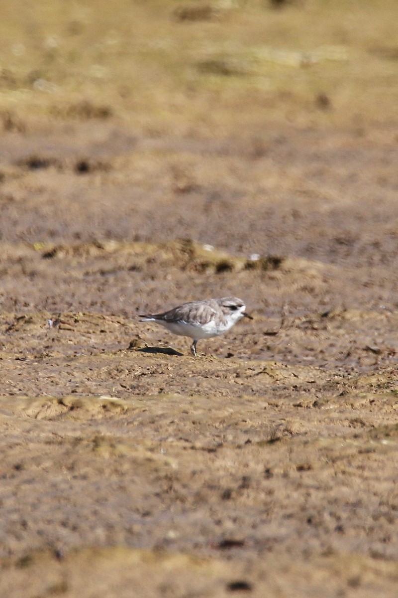 プナフタオビチドリ - ML638418431